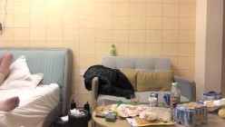 【精童欲女666】，第二场，两男一女，淫乱一整夜，风骚御姐被这俩猛男玩得够呛，骚穴始终空闲不了 截图4