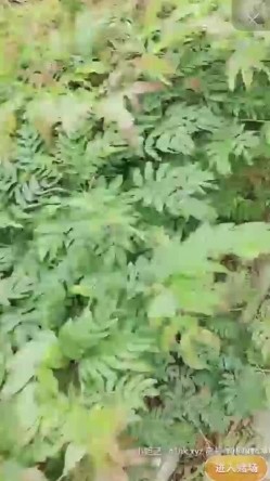极品户外一姐，户外女神真空大黑牛勾搭路人 街边人前喷射裤子全湿跳蛋给陌生人玩[ 截图7