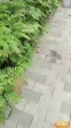 极品户外一姐，户外女神真空大黑牛勾搭路人 街边人前喷射裤子全湿跳蛋给陌生人玩[ 截图10