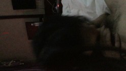 【百度云泄密系列】非常有情调的情趣女仆装美女性爱图片和短片 截图8
