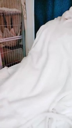 东北可爱高颜值女神，极品好身材，道具自慰，和狼友们聊聊性的那些事 截图8