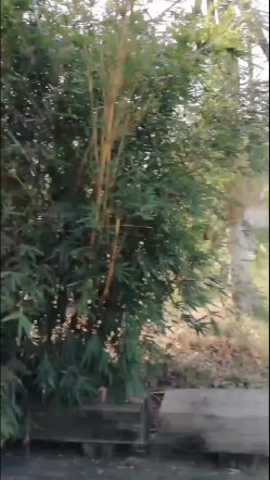 色狼在公园偶遇不穿内裤的网红美女 调戏几句就出水了 木耳粉粉的不插白不插 不时还有路人经过太他妈的刺激了对白淫荡 截图5