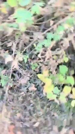【蓝精灵与表妹的性生活】小帅哥应狼友要求大白天带两个妹子到山上野战躺着干妹子很不适应 截图1
