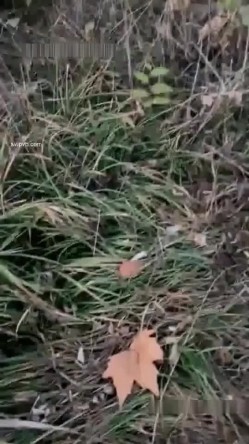 【蓝精灵与表妹的性生活】小帅哥应狼友要求大白天带两个妹子到山上野战躺着干妹子很不适应 截图15