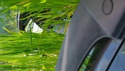 周末景区停车场车震，周围全都是人，不得不说这位置，真是刺激！ 截图3