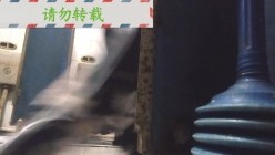 男扮女装淡定坑神国产无门女公厕当面对着拍有年轻漂亮美女有良家少妇有熟女多个年龄段 截图4