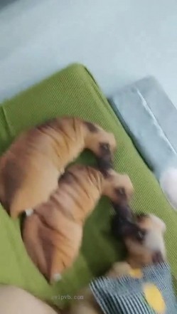 极品高颜冷艳御姐，反差小妈感女主播「金刚护撸娃」「小奶猫」密码房激情淫语撩骚，和姐妹下海大秀，互舔互口 截图6