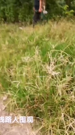 极限露出天花板，反差婊【风筝断了线】全裸买水果，戴着各种自慰道具裸行，路边性爱 截图7