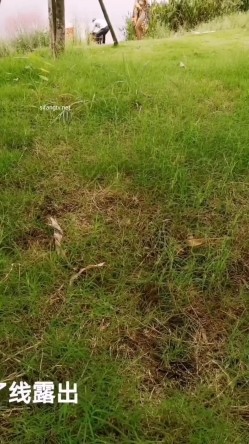 极限露出天花板，反差婊【风筝断了线】全裸买水果，戴着各种自慰道具裸行，路边性爱 截图13