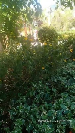 超大胆户外啪女王『美娜』勾搭骚男公园长凳口交 欲火焚身钻树林全程站炮无套后入 爆精内射太刺激 截图1