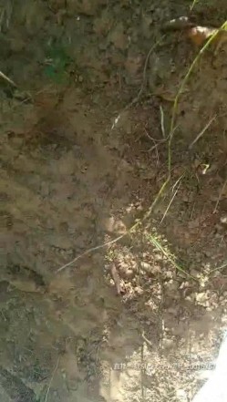 超大胆户外啪女王『美娜』勾搭骚男公园长凳口交 欲火焚身钻树林全程站炮无套后入 爆精内射太刺激 截图9