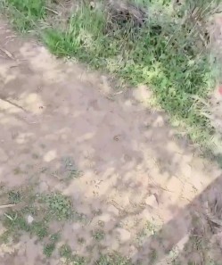 猥琐姐夫带着极品小姨子郊外打野战 ️吃鲍鱼啪啪啪 截图1