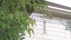 WAAA-561 截图5