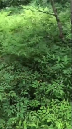 【终极调教 ️另类性爱】绿帽调教天花板『J神』最强私拍 ️翘美臀车窗外勾引路人被玩操潮喷 后入内射 截图2