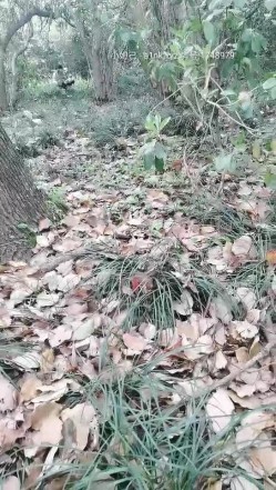 四眼户外约草偷情人妻熟女，全程露脸小树林内激情啪啪，口交大鸡巴脱了衣服直接站着干，抓着奶子后入爆草 截图1