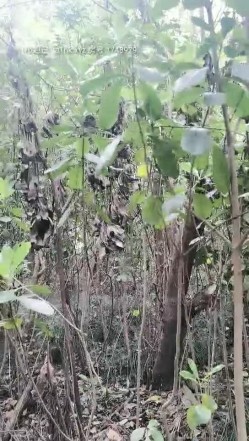 四眼户外约草偷情人妻熟女，全程露脸小树林内激情啪啪，口交大鸡巴脱了衣服直接站着干，抓着奶子后入爆草 截图5