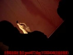 【经典珍藏】地下歌舞团 ️县城农村艳舞团 ️等经典怀旧裸舞全网最全合集，老少爷们的最爱，终身难忘的香艳一夜 截图6