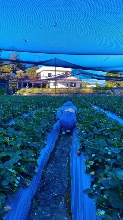 顶级露脸小母狗【Lunana】推特5000元订阅福利，露出喝尿调教啪啪，各种花样，玩花了 截图1