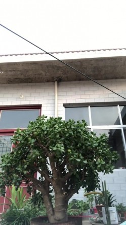 字母圈调教大神【Actor444】露脸母狗各种虐阴虐菊啪啪，花样多手法奇特 截图5