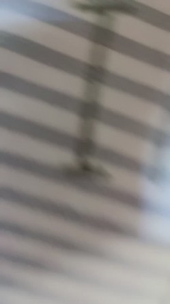 马尾辫子网红妹子，露脸口交无套啪啪操逼一线天后入蜜桃臀大屁股射在阴毛上 截图12