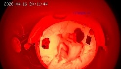 酒店情趣圆床偷拍清纯女孩换上黑丝情趣内衣让帅气男友操穴 截图14