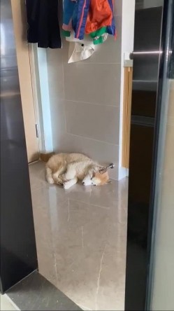 【苹果云端泄密】流出 ️记录小情侣2年的爱情故事 女主有点难哄打架被要求男友赔偿2万元 分3个月还清 截图6