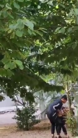最新门事件刚放假某省财经大学宿舍没装空调情侣跑到院子里的树荫下啪啪几个同学躲在宿舍里偷窥调侃 截图8