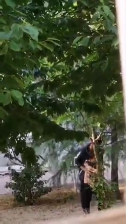 最新门事件刚放假某省财经大学宿舍没装空调情侣跑到院子里的树荫下啪啪几个同学躲在宿舍里偷窥调侃 截图9