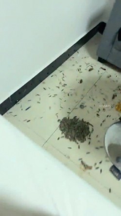 灌醉18岁的学生妹，【小乖7】，几瓶啤酒就喝醉了，被操了，娇喘喊着~快~快~快，清新小妹子被疯狂蹂躏 截图15