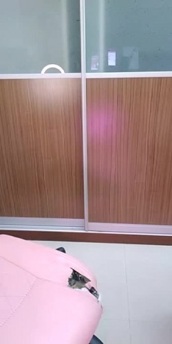 最纯美女校花苏苏沦为欲望的性奴，全程露脸情趣装扮身材很好，道具抽插无毛骚逼浪叫精彩连播叫声骚浪 截图10