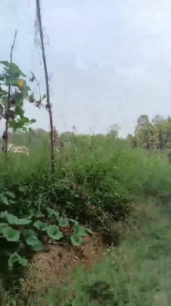 【艳艳子】山村反差少妇~!!无套啪啪~操到怀孕~三个月~~！家里车库偷偷播~自慰怕发现，农村集市，别有风味！ 截图7
