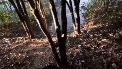 被美女阿姨拉着到山上，脱掉裤子就含住我的大鸡巴 阿姨这口活不得不赞，真的是太爽了，仔细听对白！ 截图14