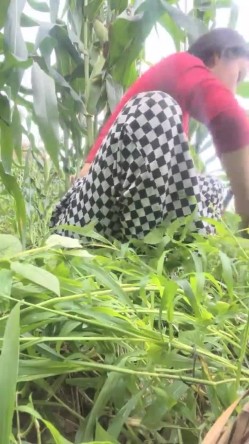 真实农村的孩子，【小陈陈】，玉米地干完活，自慰抠抠逼，寂静竹林中，肆意释放欲望 截图11