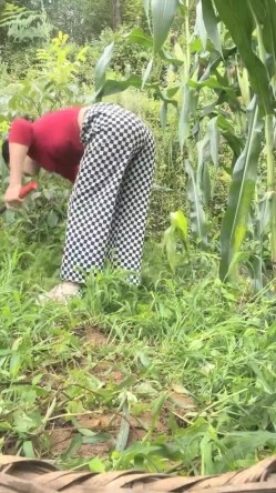 真实农村的孩子，【小陈陈】，玉米地干完活，自慰抠抠逼，寂静竹林中，肆意释放欲望 截图15