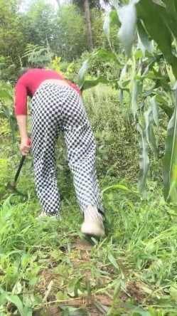 真实农村的孩子，【小陈陈】，玉米地干完活，自慰抠抠逼，寂静竹林中，肆意释放欲望 截图16