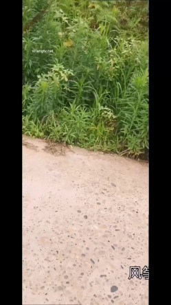 极限露出天花板，反差婊【风筝断了线】路边全裸自慰，买水果勾引老农，露点勾引外卖小哥 截图15