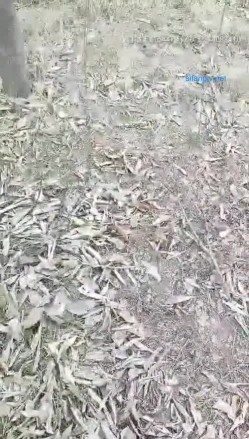 农村熟女系列：农村夫妻田间操逼实录，站立抬腿露穴操穴 截图3