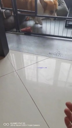 【极品流出 ️恋爱性陷阱】圈养调教大学母狗『二月』无下限性开发实录 完美曝光真实还原母狗成长变化 截图5