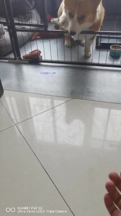 【极品流出 ️恋爱性陷阱】圈养调教大学母狗『二月』无下限性开发实录 完美曝光真实还原母狗成长变化 截图6