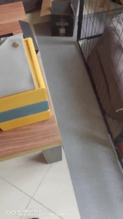 【极品流出 ️恋爱性陷阱】圈养调教大学母狗『二月』无下限性开发实录 完美曝光真实还原母狗成长变化 截图15