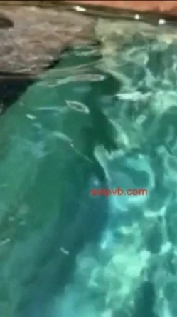 【网曝门事件】疑似前熊猫虎牙极品爆乳主播Lovely泳池打炮性爱私拍流出 无套插入 巨乳翘挺 高清720P完整版 截图8