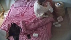 酒店偷拍 ️长腿眼镜学妹开好房等待男友过来给她舔逼干她 截图14