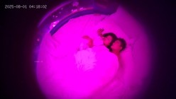 酒店摄像头偷拍 碎花裙端庄乖乖女解除封印后变身小野马疯狂榨取 截图8
