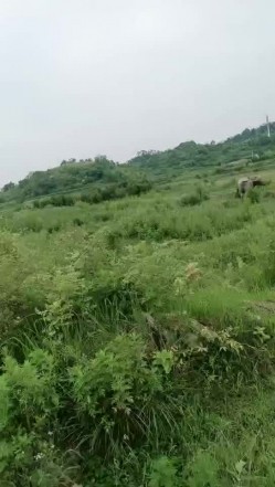 野狼出击带女徒弟户外车震，全程露脸大奶子小骚逼舔的淫水直流，口交大鸡巴在车上各种抽插爆草浪荡呻吟刺激 截图2