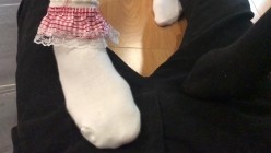 【靴下绅士】疑似破解版流出。四位主角原版放送！ 截图14