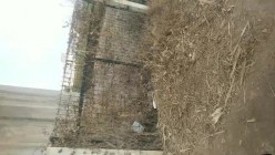 男：妈的骚母狗，他妈的开着开车呢，让她给我吃她还不愿意，非得让我找个地，贱不贱。 骚婆娘：你贱你公狗，你奶奶的你敢录，不要录我脸！ 截图7