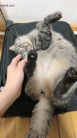 猎奇圈内部分享热门视频极品大奶子哺乳期的奶妈疯狂露出自摸挑逗赚奶粉钱 截图13