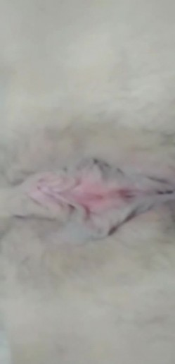 唯美小可爱露脸床上发骚，千层蝴蝶逼看着很性感，AV棒自慰呻吟很温柔，精彩不要错过 截图11