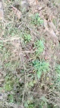 极品骚货~【姐姐不乖】户外小树林跳蛋~闺蜜双秀~全裸特写~！玩得就是天人合一 紧张刺激 截图5