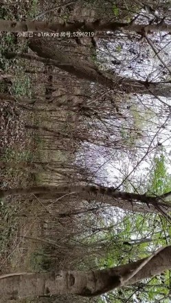 开车带老婆闺蜜户外野战啪啪 小树林操一炮站交无套内射 超刺激车震接着来一炮 全裸啪啪 户外激情 高清源码录制 截图5